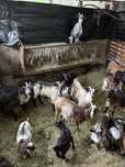Cabras Corse Puras