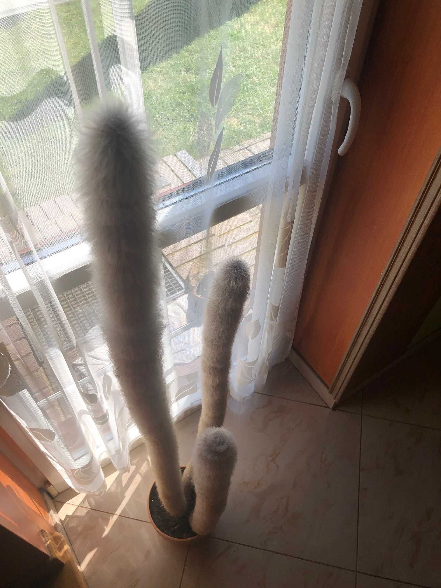 Kaktus 112 cm wysoki 4 pędowy