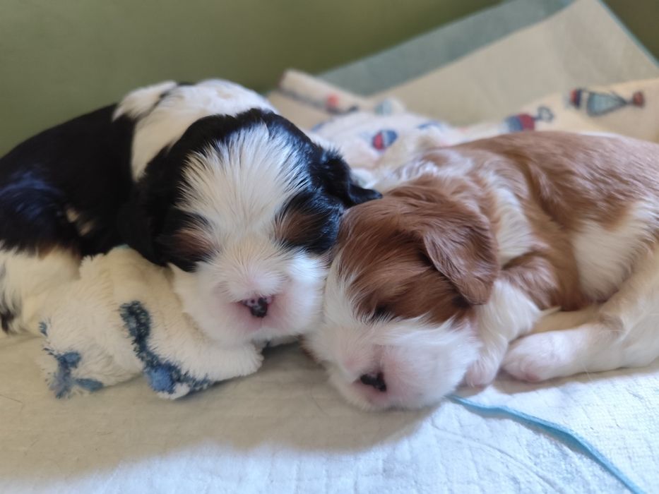 Cavalier King Charles Spaniel piesek samczyk tricolor