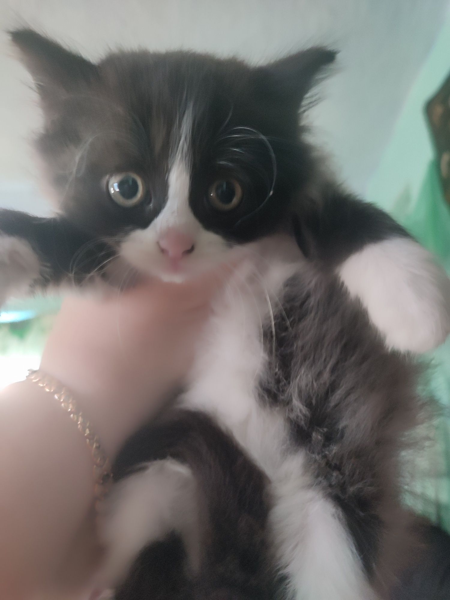 Котик,кот пушистый бесплатно