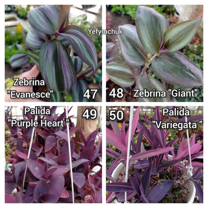 Традесканція частина 2