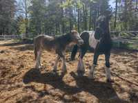 Wałach 14 miesięczny Gypsy cob Tinker wysoki