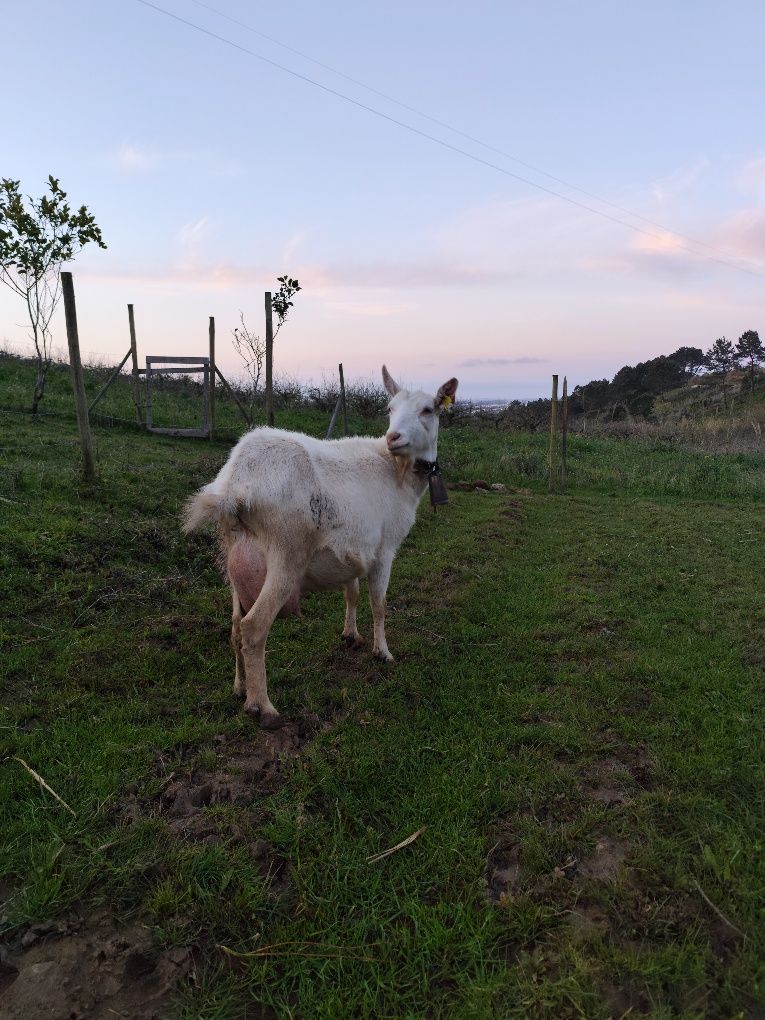 Cabrito sannen com 3 meses
