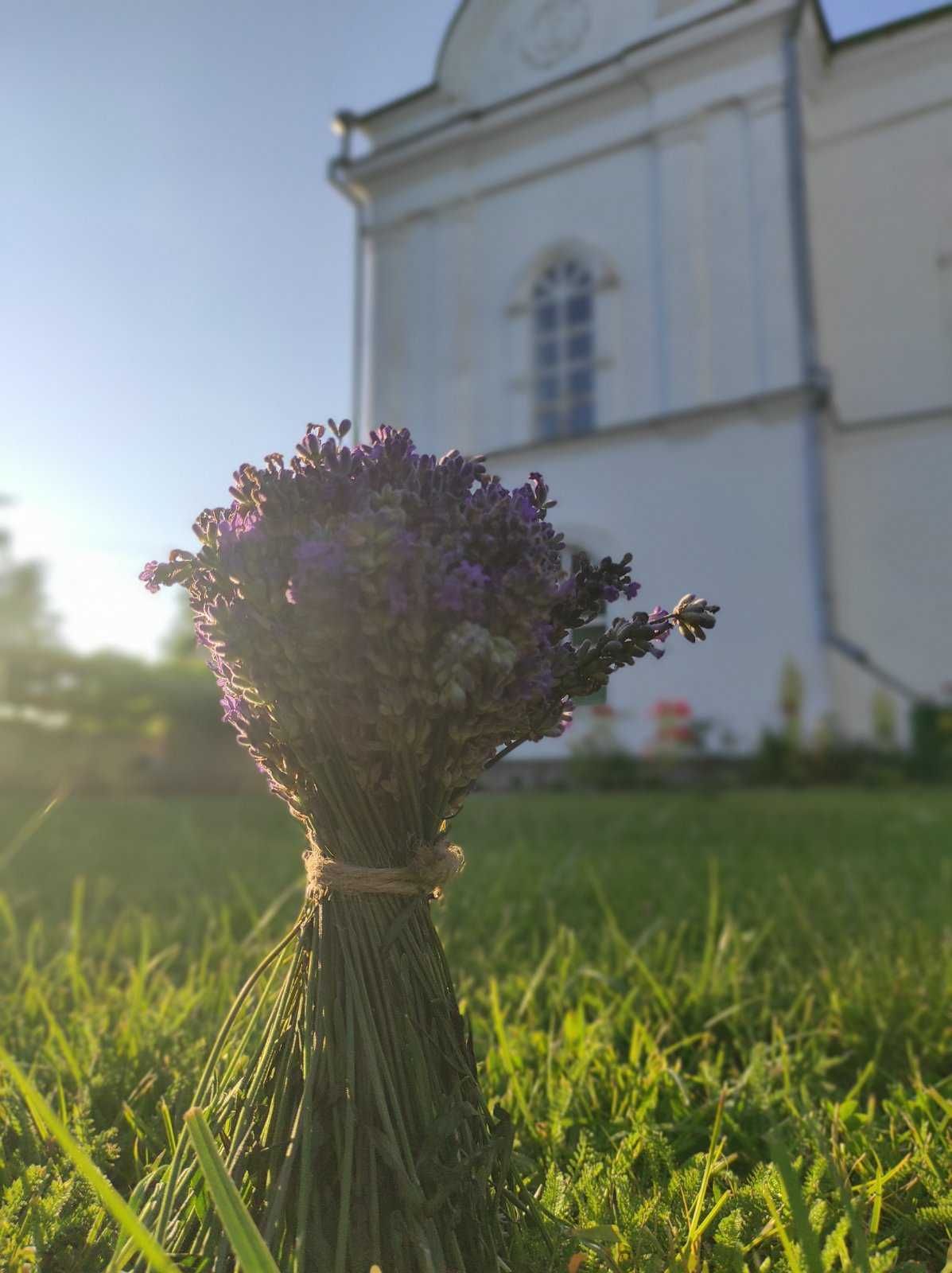 Букет лаванди свіжлзрізаний
