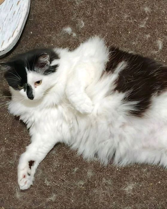 Красуні потрібна сім'я