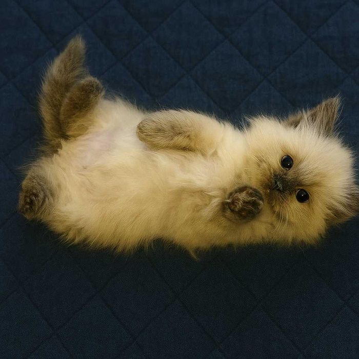 OSTATNI  Kocurek Syberyjski Neva Masquarade ROOWÓD dla ALERGIKÓW