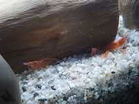 Krewetki red cherry