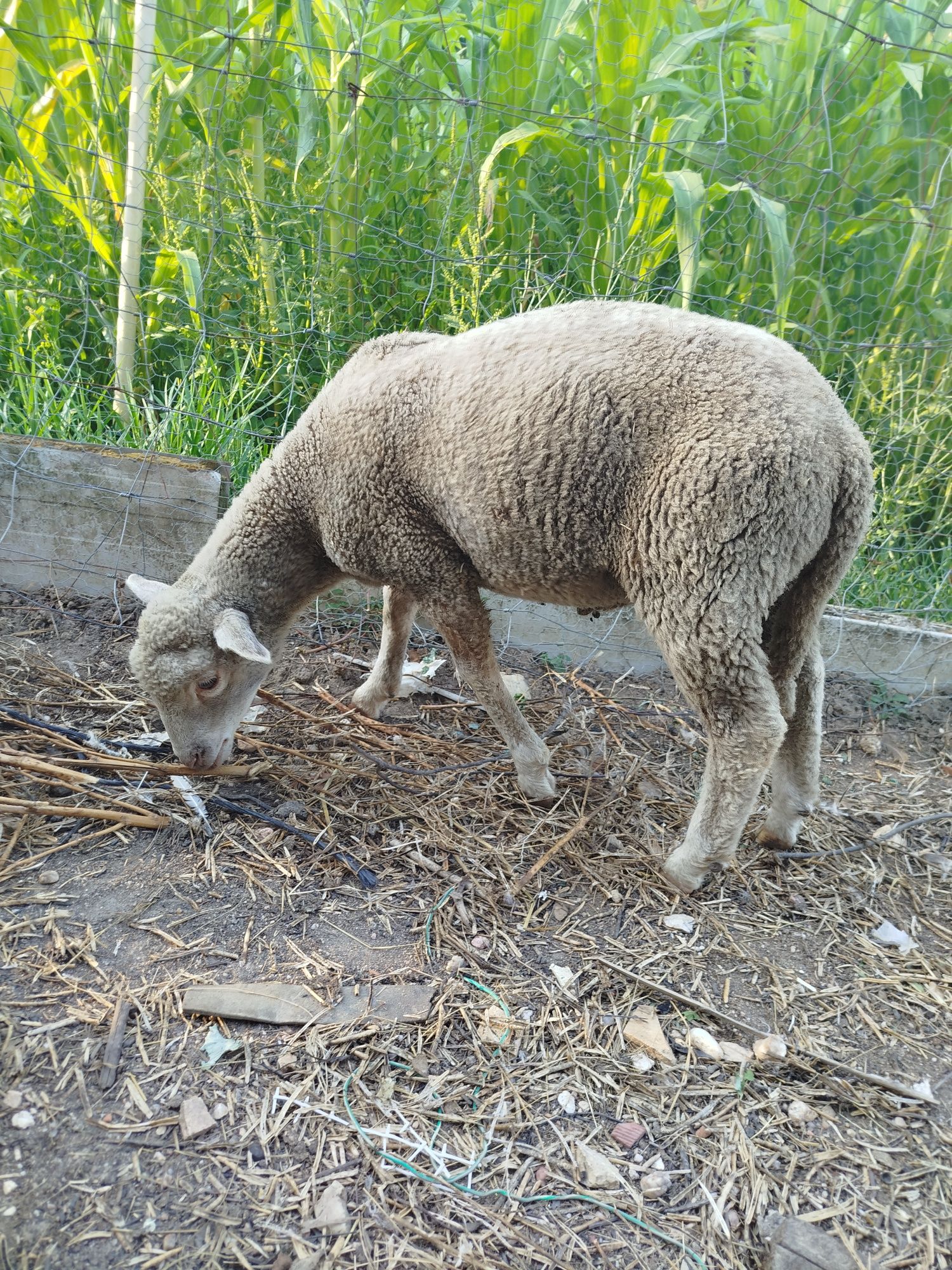 Borrego pequeno para venda