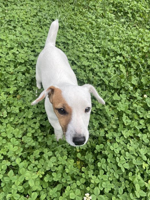 Джек рассел дівчинка.