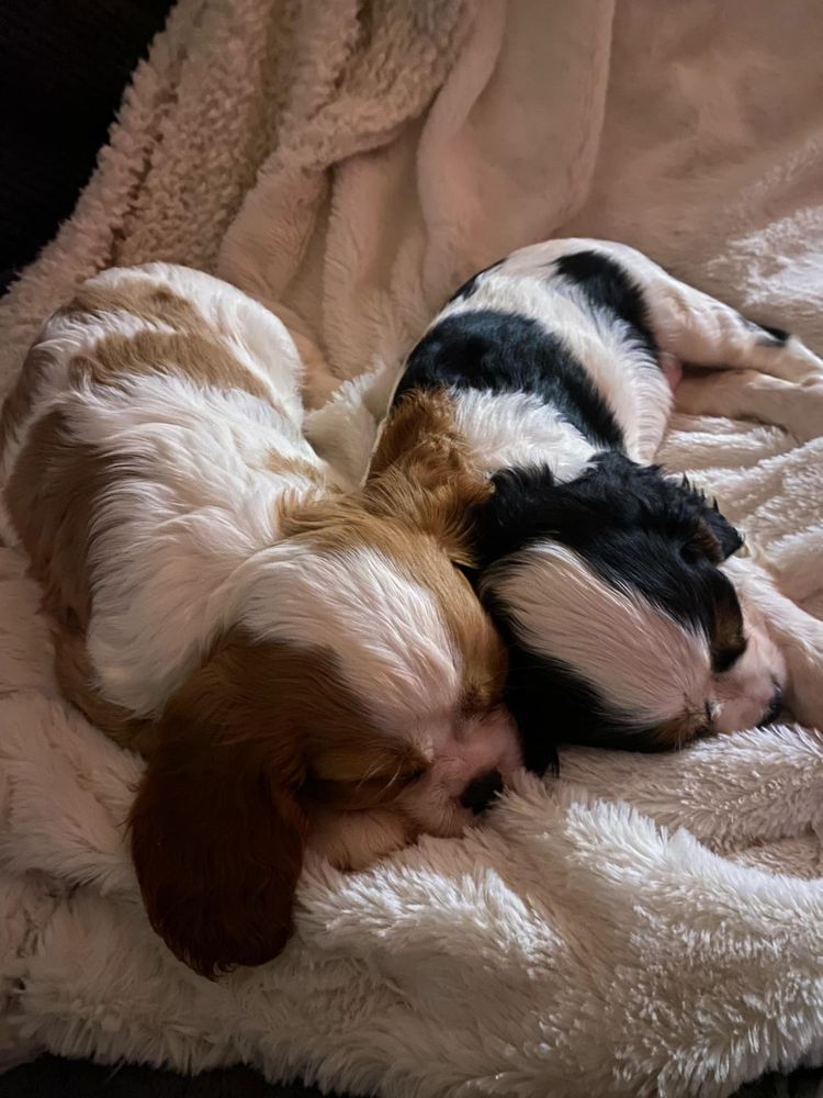 Cudowny Piesek Cavalier Blenheim,Chip,Rodowód,Książeczka,Wyprawka!!