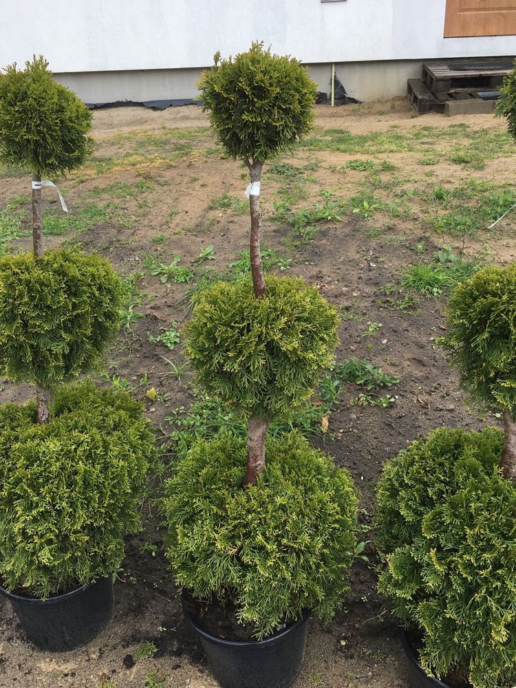 Thuja occidentalis (smaragd-3 kule)