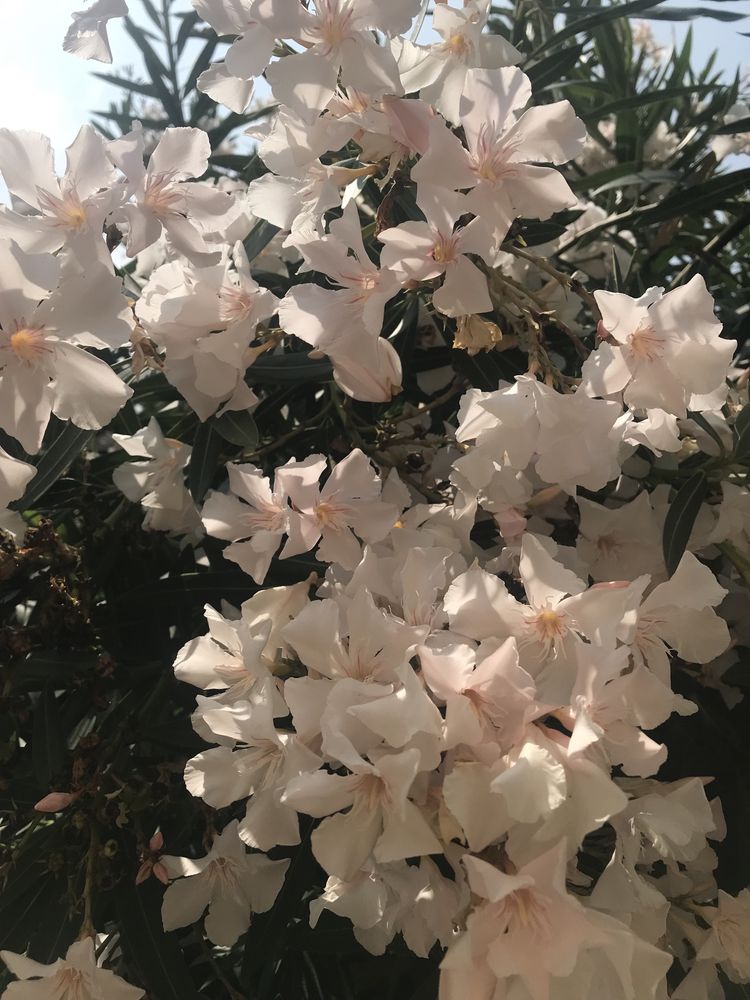 Oleander ALSI o kremowych kwiatach