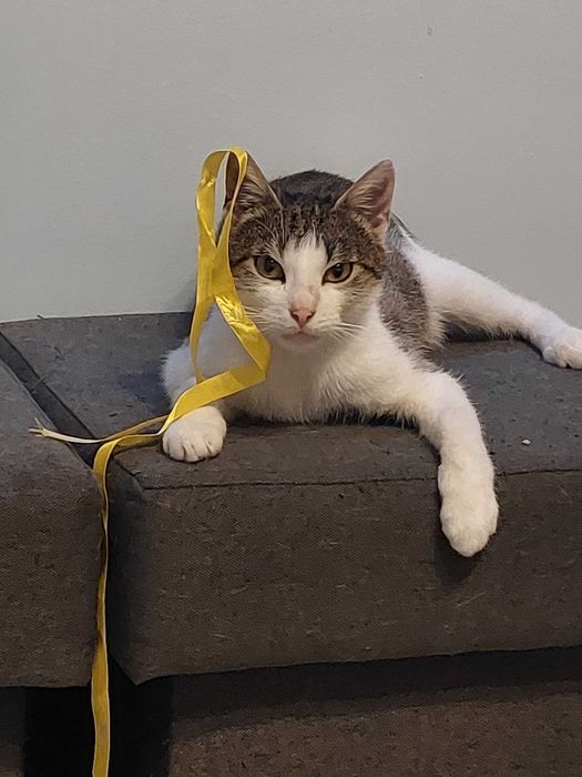 Oddam koteczkę Maja