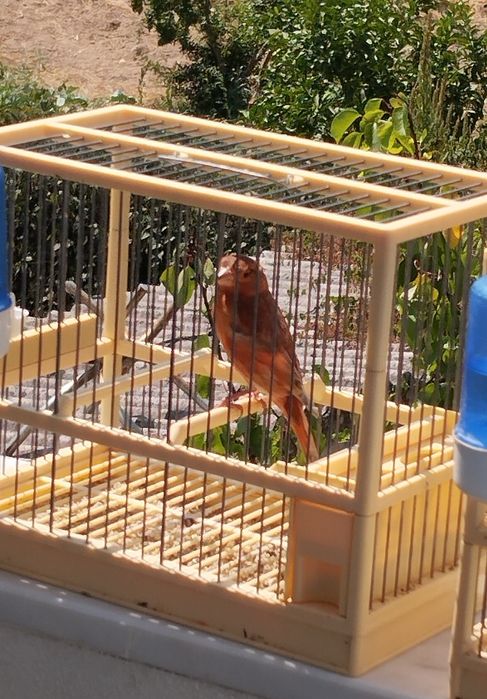 Troco híbridos de Cardinalito jaspes por pintassilgos