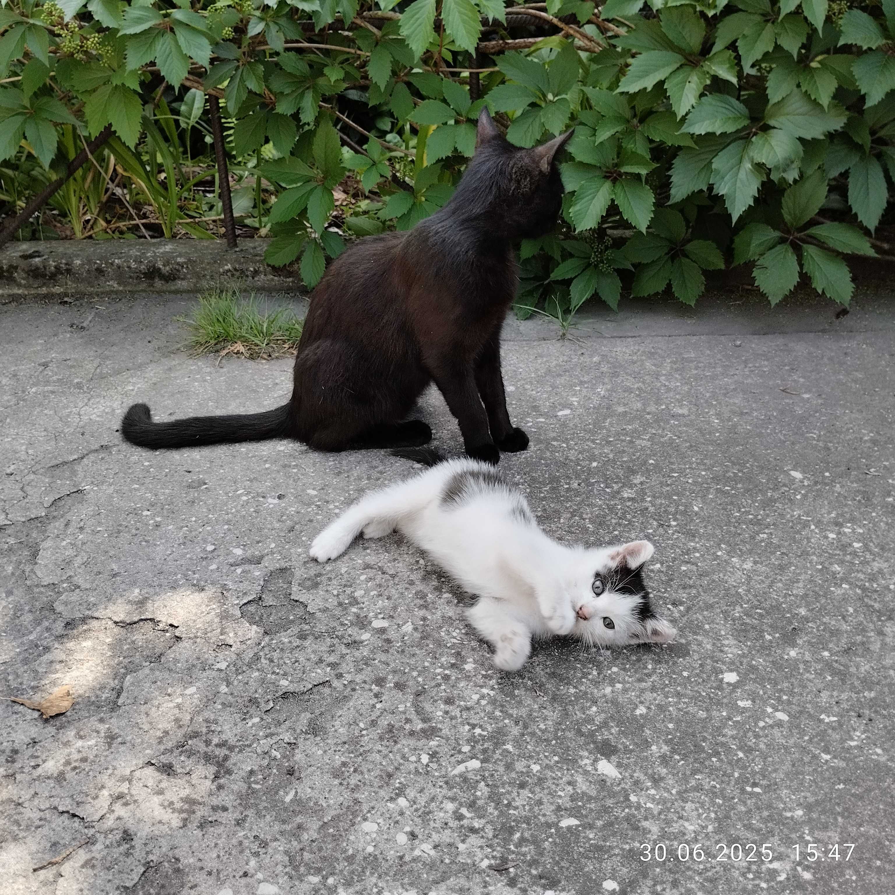 Kotek do adopcji