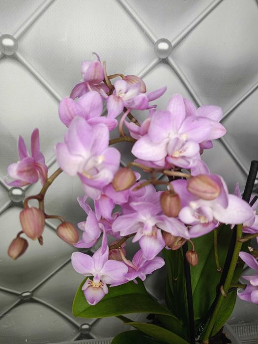 Ніжно рожева мультифлора, пишна на 3 гілочки