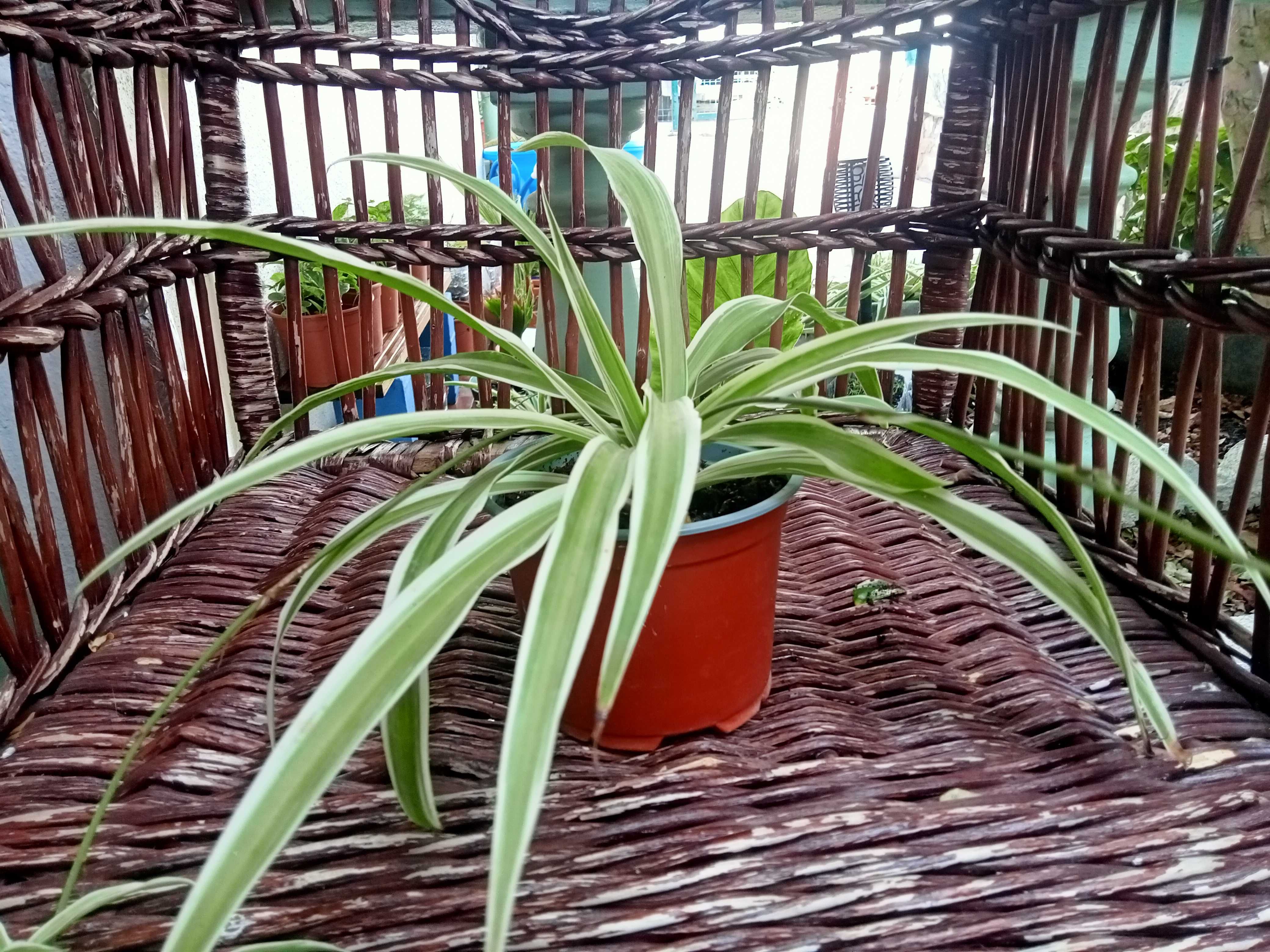 Clorofito - Clorophytum comosum
