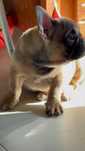 Bulldog Francês Red
