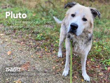 Pluto pies szuka kochającego domu