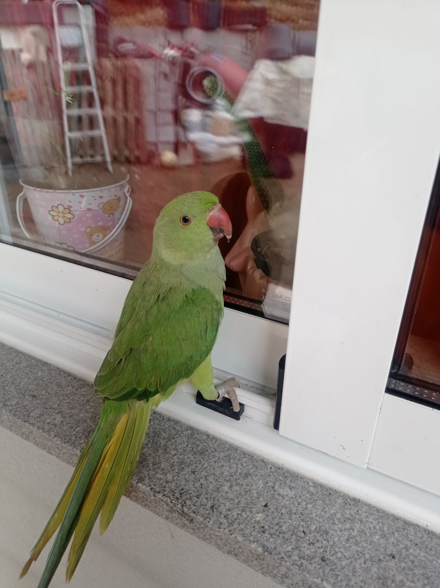 Ring nek domesticados