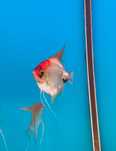 Pterophyllum Scalare - Red Devil (Koi) - A Grade - (Gm/g, S/S)