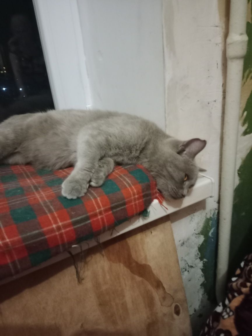 Котик британец кастрированный в добрые руки