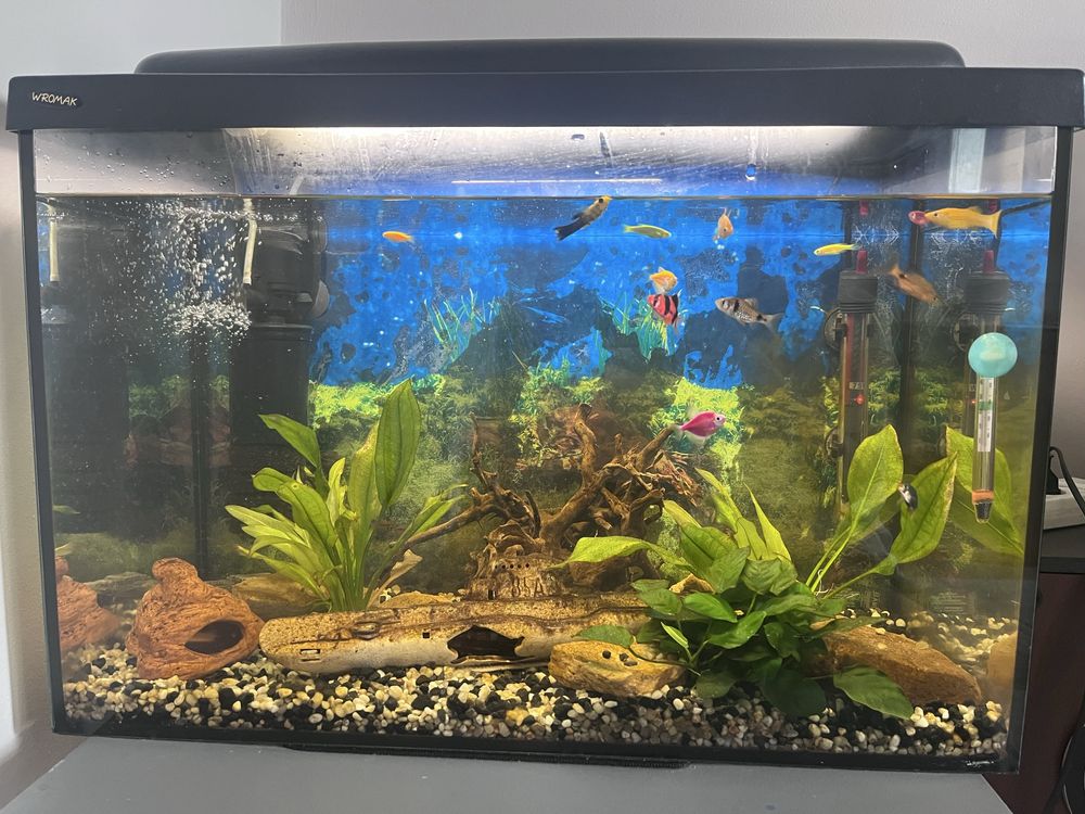 Akwarium 75 litrów