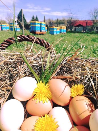 Jaja, jajka od szczęśliwych kur z gospodarstwa Pszczele Ranczo