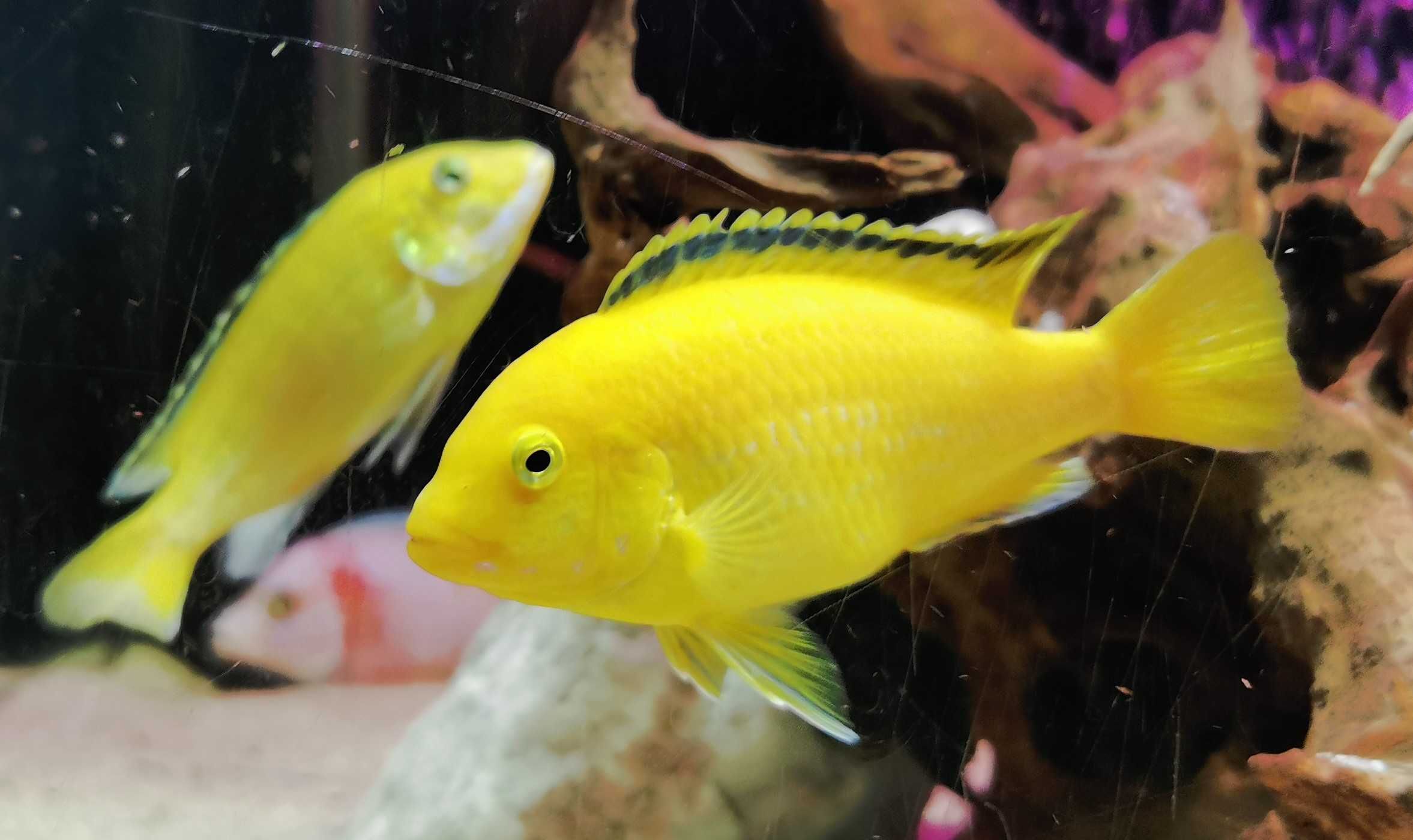 Pyszczak Yellow – Żółty - Labidochromis caeruleus- własna hodowla