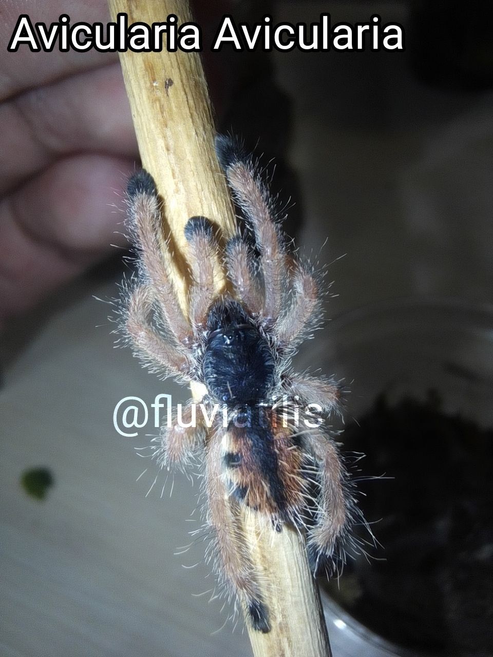 Avicularia avicularia L3