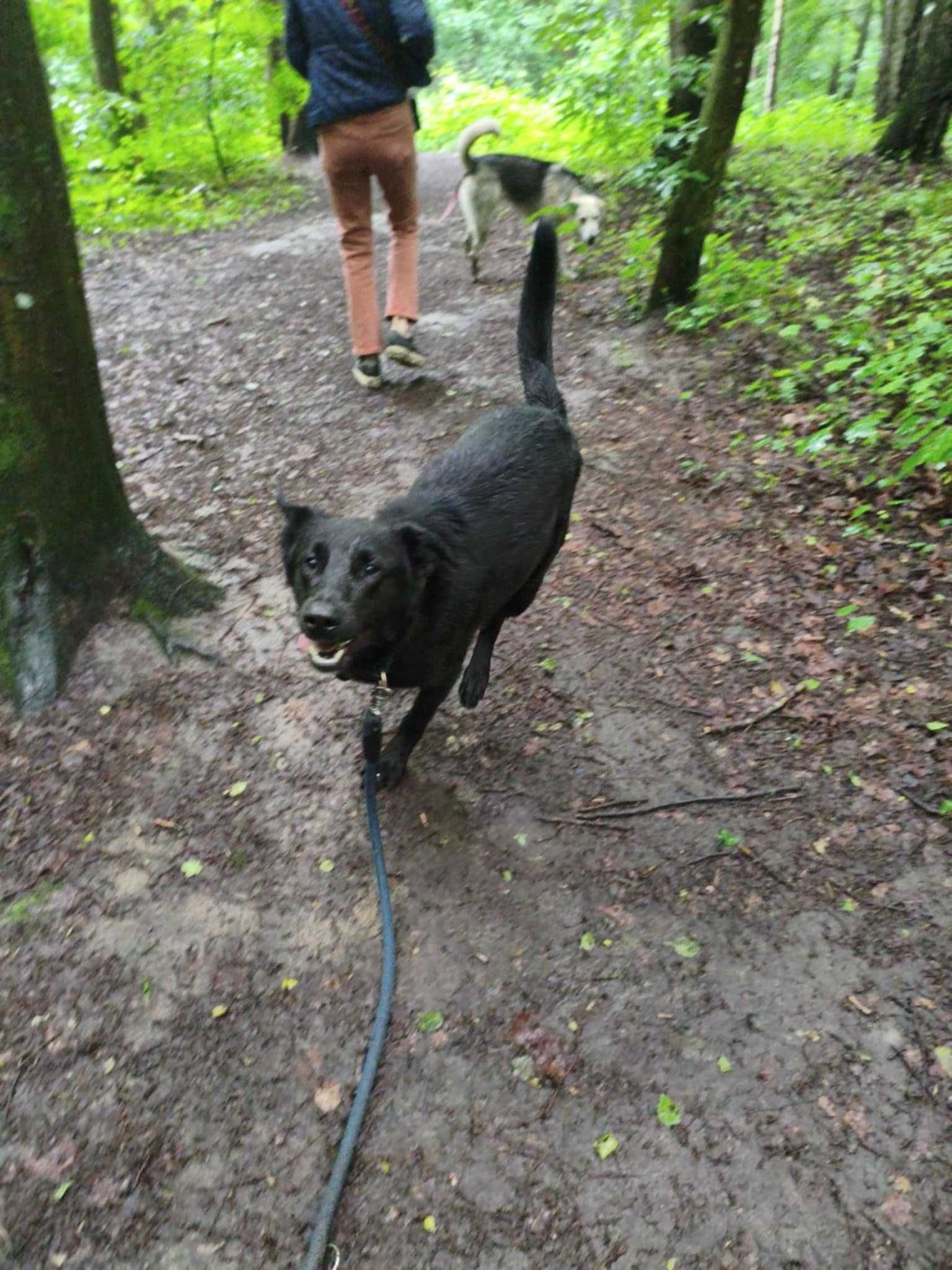 Inteligentny, młody pies w typie owczarka krótkowłosego czarnego  k9