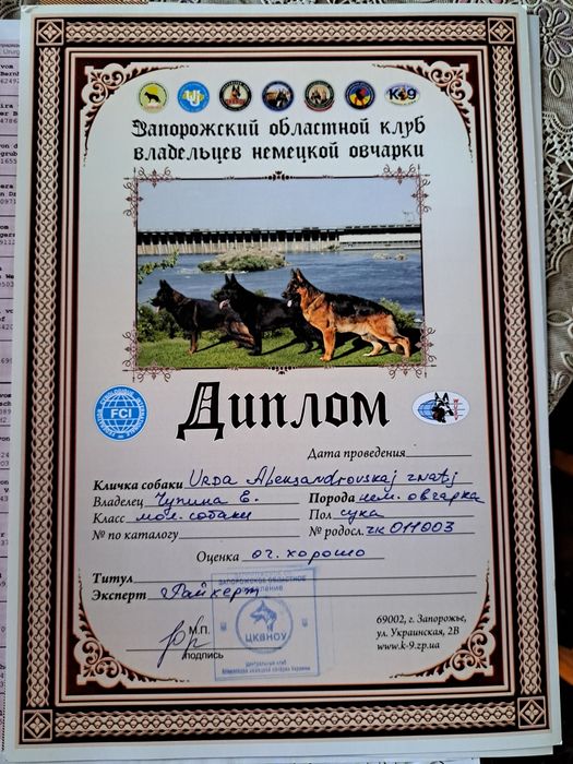 Отдам щенков в хорошие руки