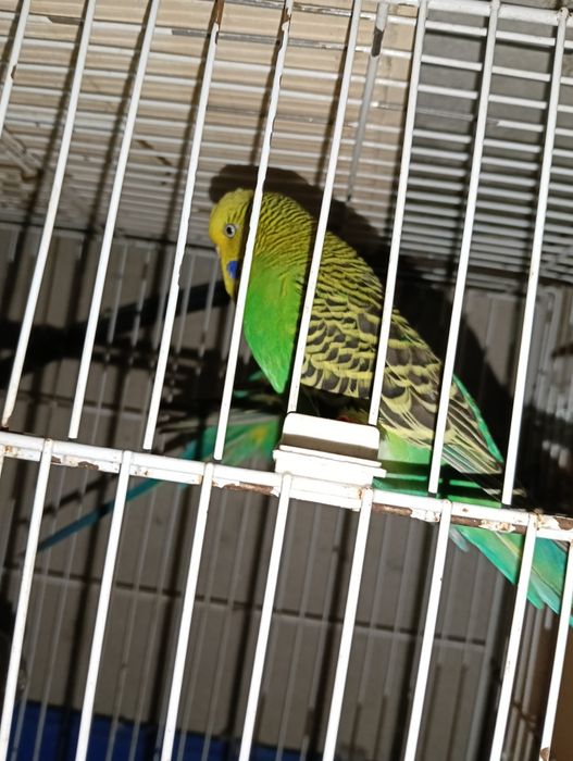 Vendo 2 casais de Piriquitos