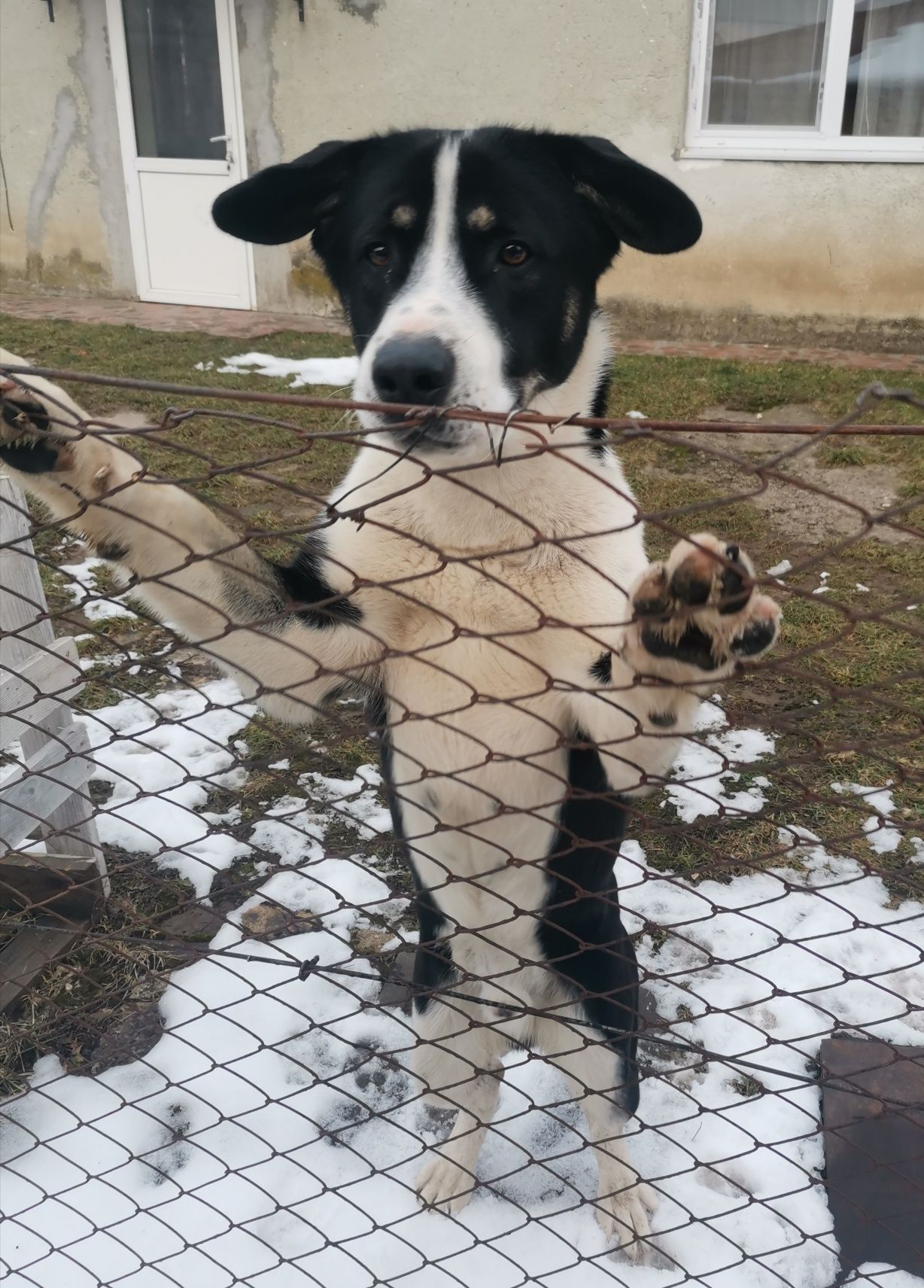 Віддамо Алабая 1 р 3 місяці