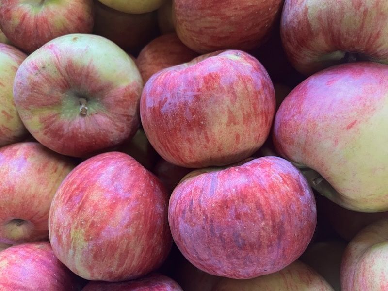 Jabłka z sadu ,odmiany : Gala, Lobo, Szampion,Cortland  Szara Reneta