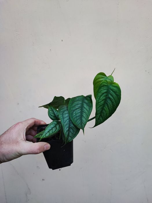 Monstera Siltepecana duża rosnąca sadzonka
