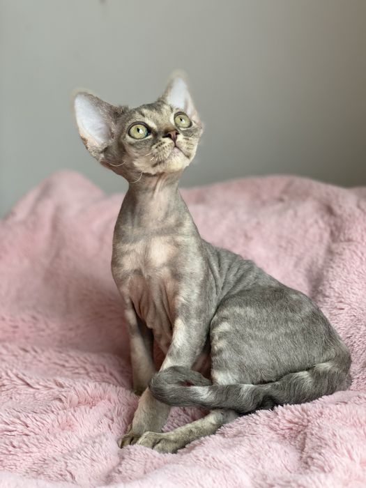 Millie Calvados*PL cudna dziewczynka Devon Rex niebieski klasyk!