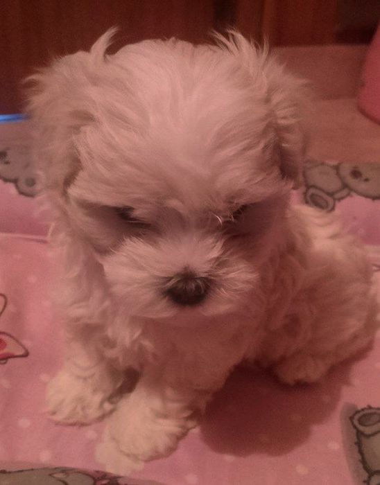 Щенки  Мальтезе.