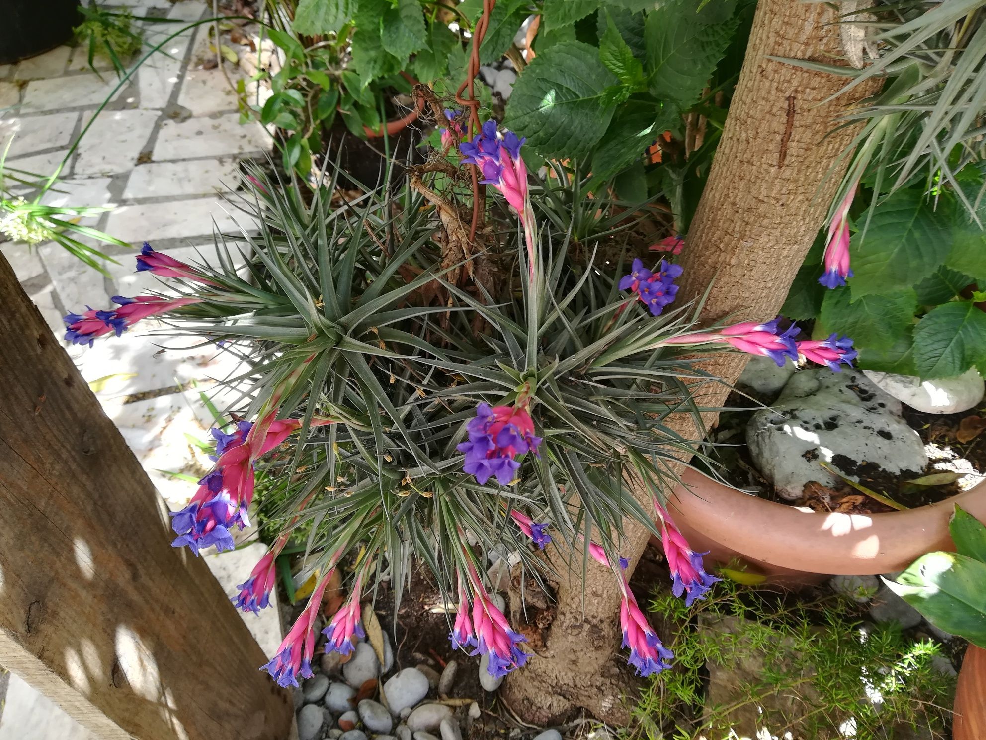 Plantas Aéreas da Madeira com flor.