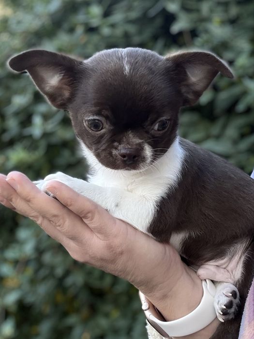 Мальчик чихуахуа