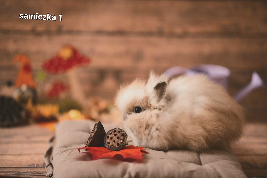 Królik Karzełek Teddy