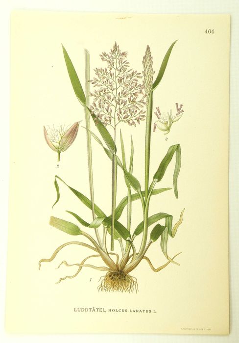 Stare ryciny botaniczne - litografie