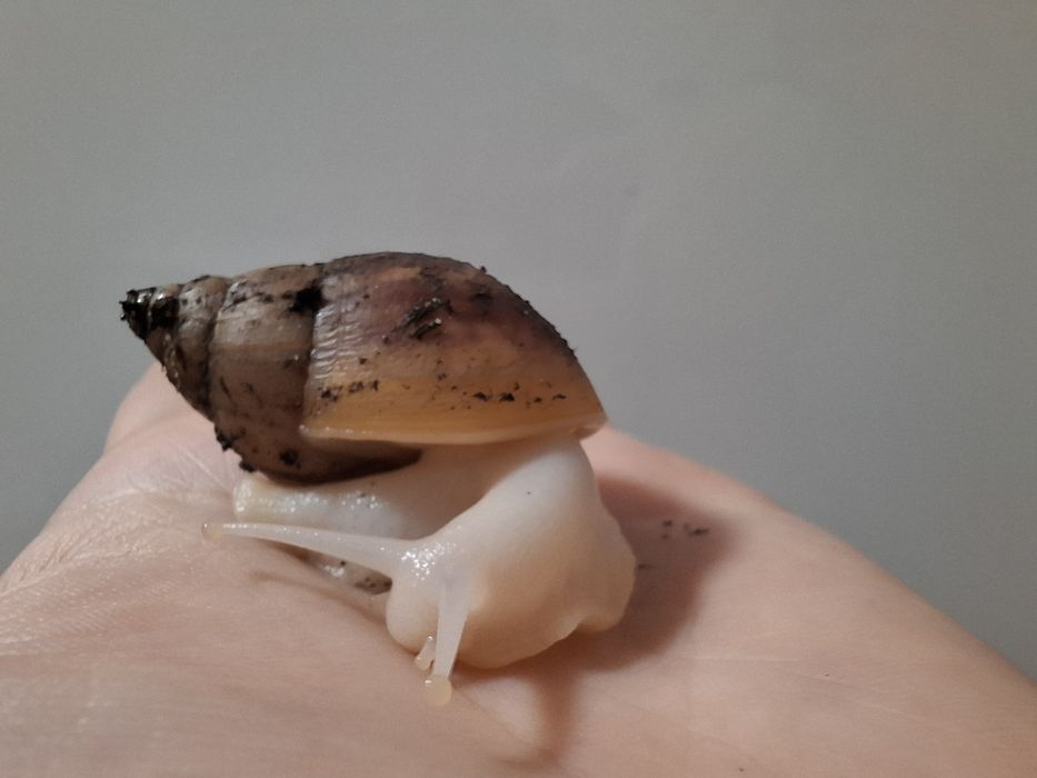 Młode Ślimaki afrykanskie