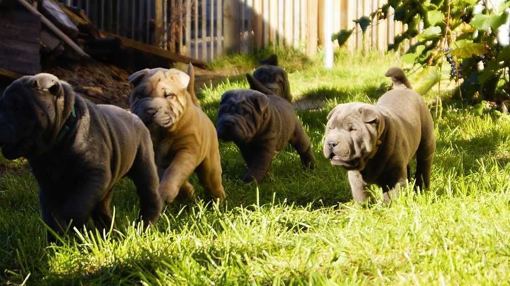 Enzo Cudny szczeniak Shar Pei.czarny z rodowodem. Rodzice FCI IMPORTY