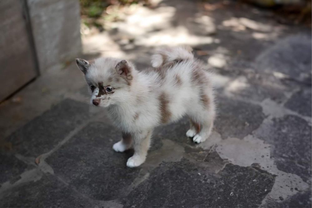 Pomsky pomski mini husky chocolate merle