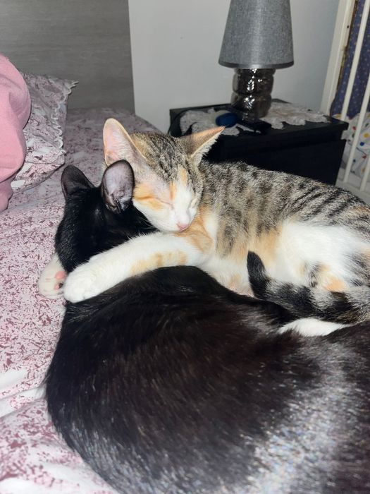 Gatinhas para adotar