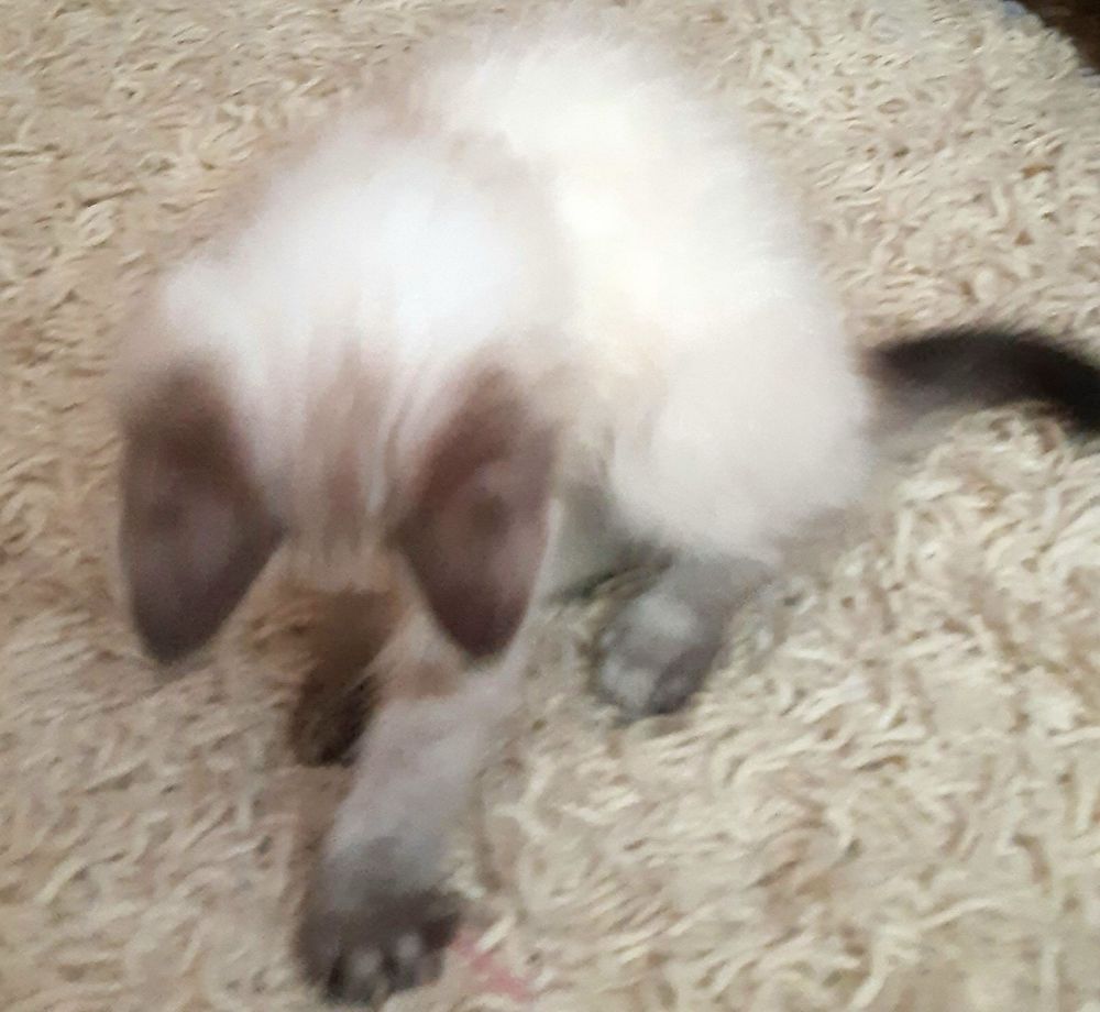 Срочно Котики ищут дом