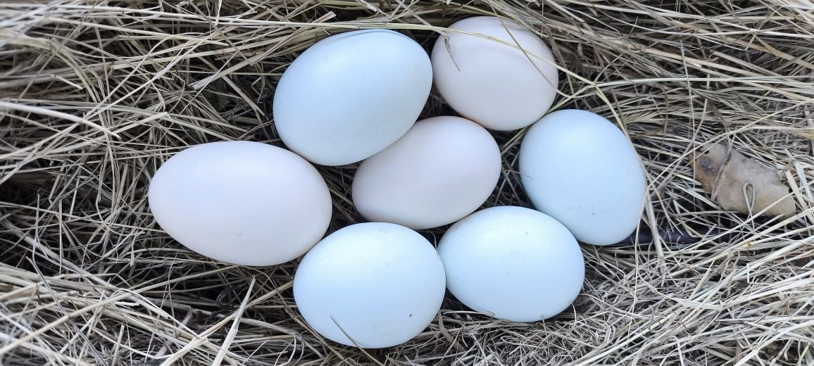 Ovos de garnizas galados
