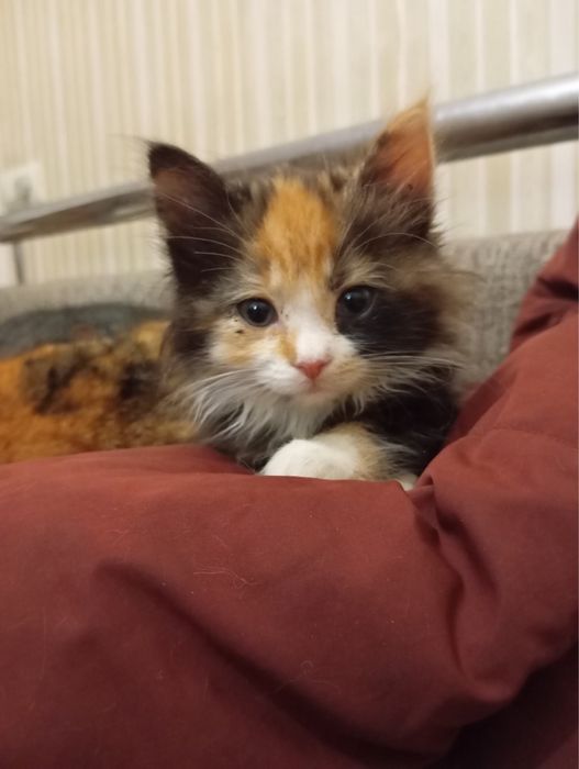 Котята в хорошие руки