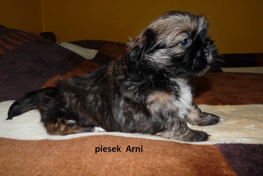 Shih Tzu, piesek Arni do odbioru od 11 października.